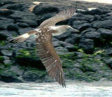 Blue-footed booby in flight