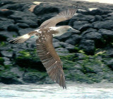 Blue-footed booby in flight