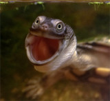 Turtle surprised