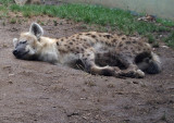 hyena.JPG
