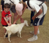 Goats being enjoyed  1