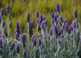 Roadside lavender