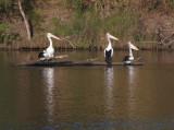 Four pelicans