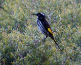 New Holland honeyeater