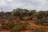 Before the Nullarbor is reached