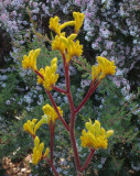 Anigozanthus Yellow Gem