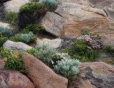 Natural Rock Garden