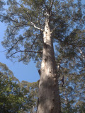 The Gloucester Tree