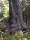 Elephants foot of a Tingle Tree