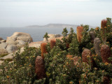 Banksias, rocks and an island