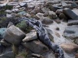 Tired tea-tree laid to rest among the rocks