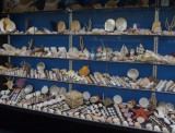 Shell display