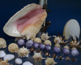 Shell display