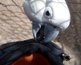 Cockatoo and my camera bag