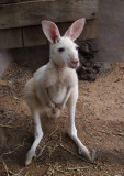 Young white kangaroo