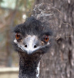 Emu making eye contact