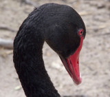 Black swans look best in profile