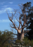 Perth Botanical Gardens