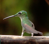 A different Humming bird