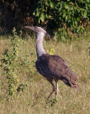 Kori bustard, Botswana