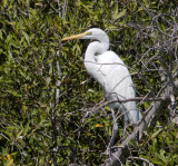 Great egret, Western Australia