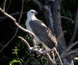 White-breasted Sea eagle, Northern Territory