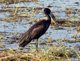 African Openbill, Botswana