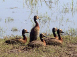 White-faced whistling ducks, Botswana