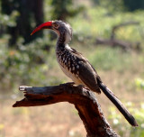 Bradfield's Hornbill, Botswana