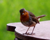 Robin, Ireland