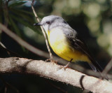 White-throated gerygone, New South Wales