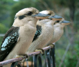 Kookaburras, Sydney