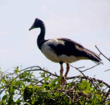 Magpie goose, Northern Territory