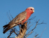 Galah, Western Australia