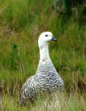 Upland Goose (male), Tierra del Fuego