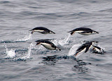 Chinstrap penguins, Antarctica