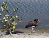 Oyster catcher, Galapagos Islands