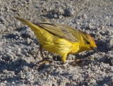 Yellow warbler, Galapagos Islands