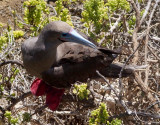 Red-footed booby, Galapagos Islands