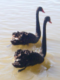 Black Swan, Sydney