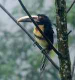 Black-necked Aracari, Ecuador