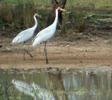 Brolgas, Queensland