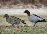 Wood ducks, New South Wales