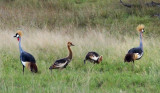 Grey-crowned crane family, Zimbabwe