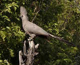 Grey Lourie (Go-away bird), Zimbabwe