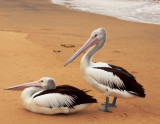 Australian pelicans, Sydney