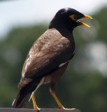 Indian myna, Sydney