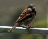 House sparrow, New South Wales