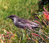 Red wattlebird, New South Wales
