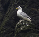 Herring gull, Scotland